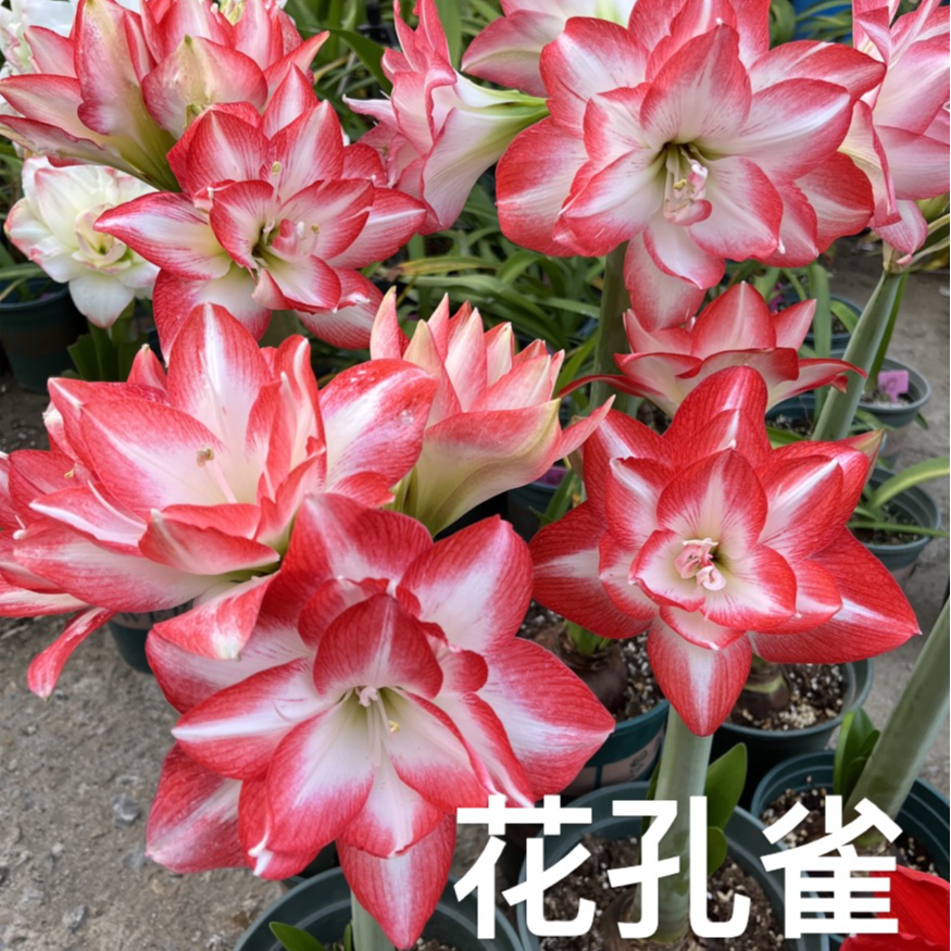 包对版【花孔雀】朱顶红种球植物裸根包对版