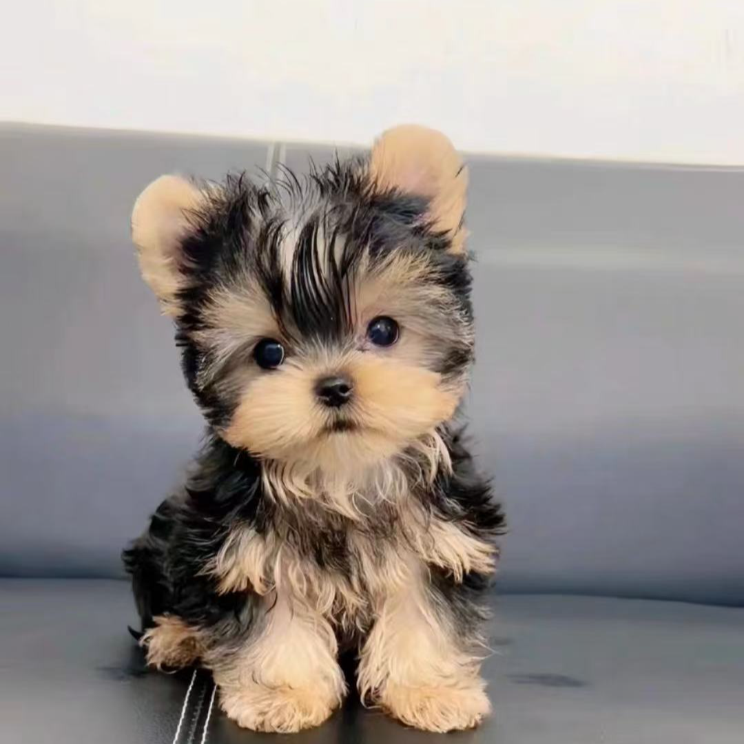 约克夏大姐比熊萌宠活体宠物家庭陪伴