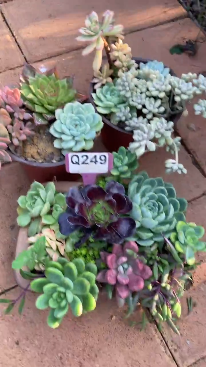 Q249多肉组合默认脱土发货
