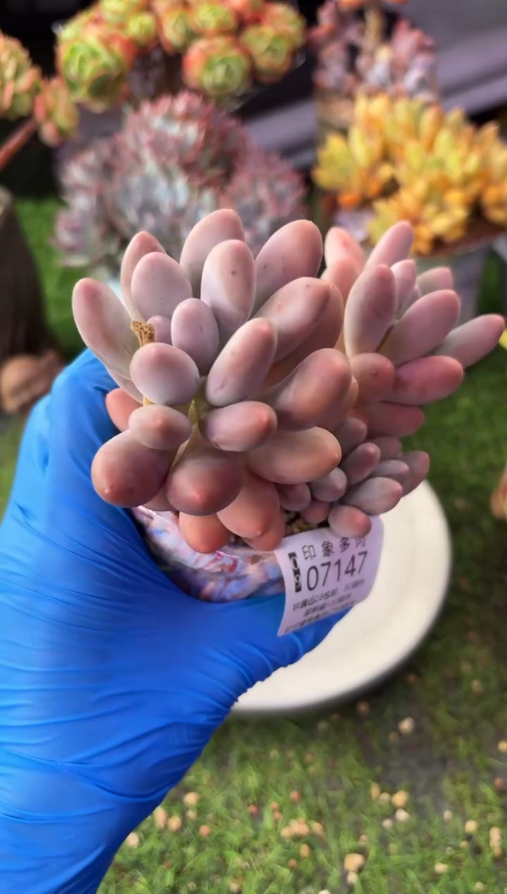 昆明印象多肉07147