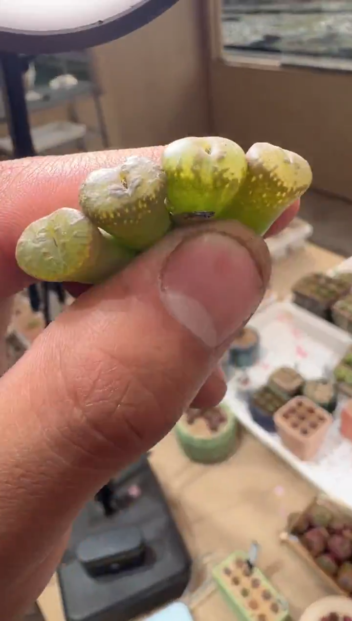 18多肉植物肉锥勋章一颗