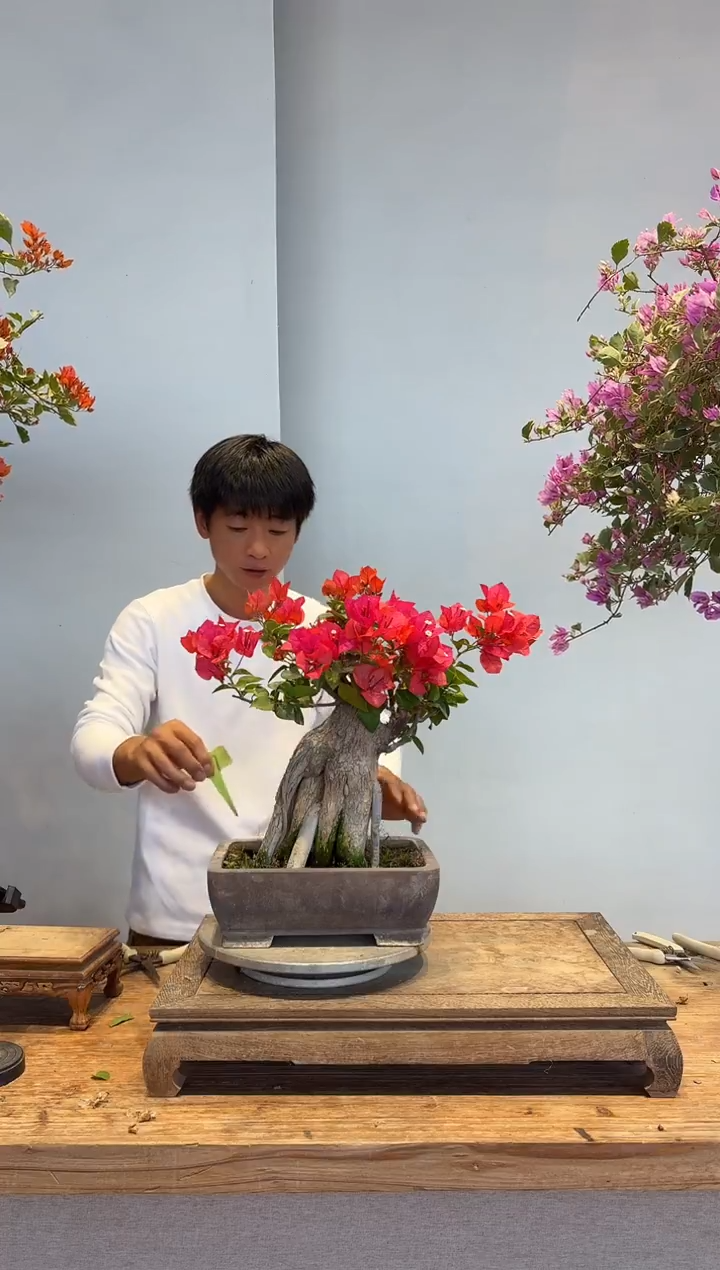 以实际为准雨*铃三角梅27