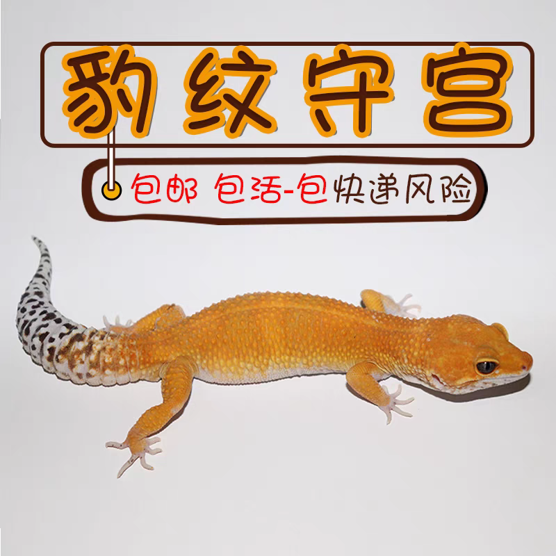 豹纹守宫新手蜥蜴人工温顺无毒懒人可爱网红宠物新手守宫爬宠