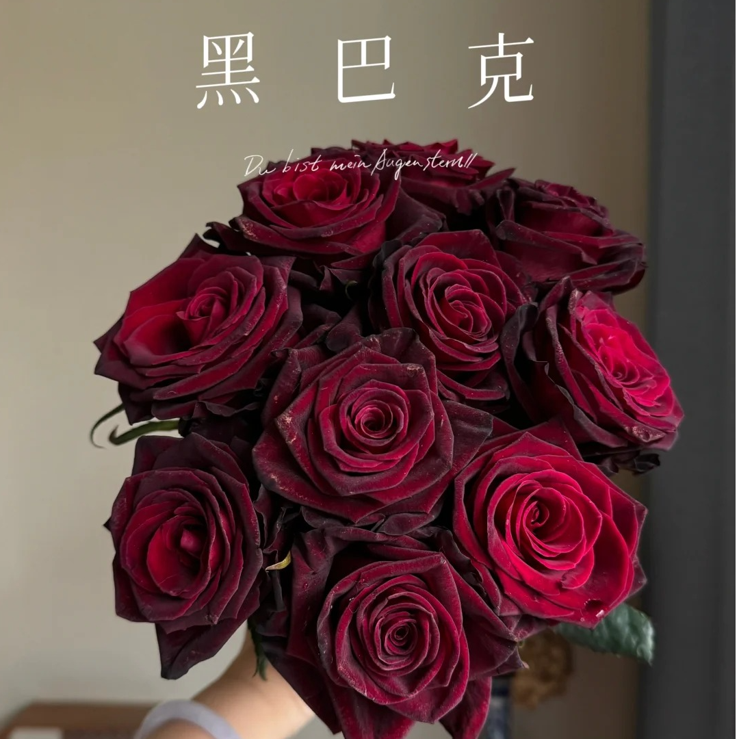 黑巴克【单头玫瑰】黑红丝绒质感，冷链包邮，2单升级顺丰冷链