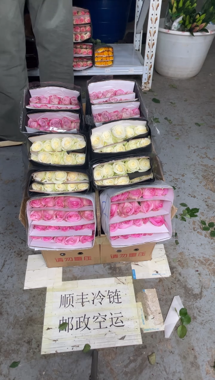 桃红20枝+白雪山20枝+气场20枝