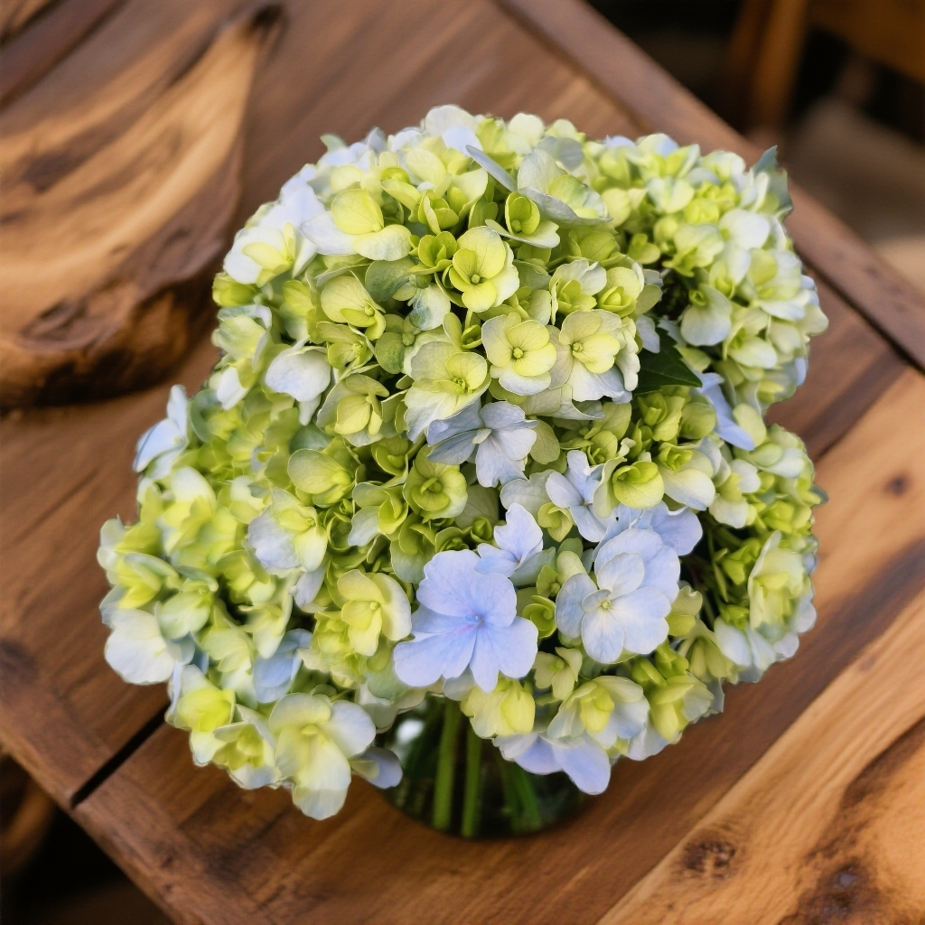 【蓝色乐曲】新品绣球 颜值高 冠幅圆润 易养护 云南基地直发