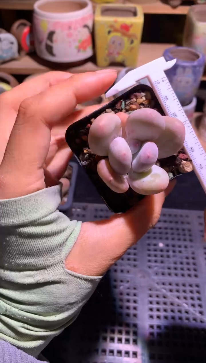 黄金鸡蛋大叶奶多肉