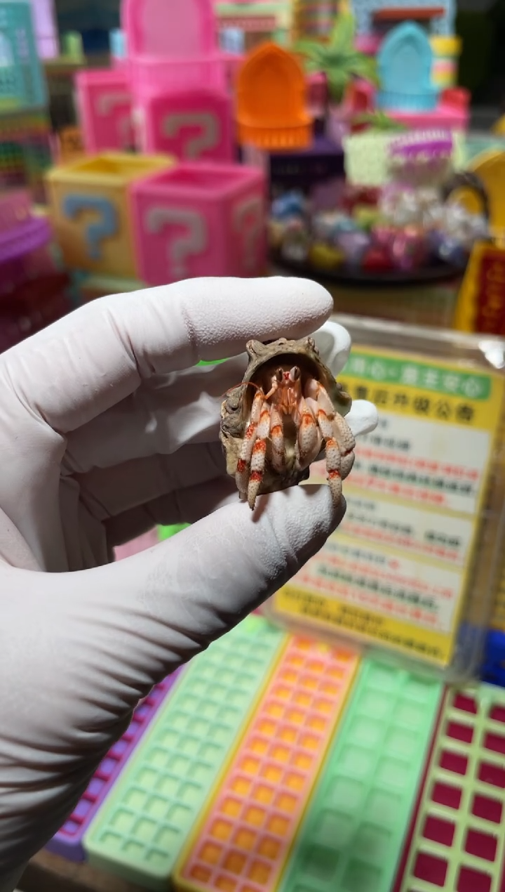 陌派有钳寄居蟹276白草