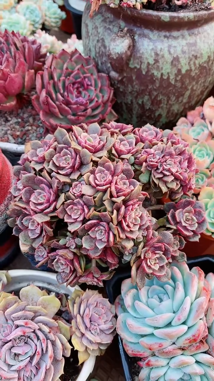 【闪购商品】13102