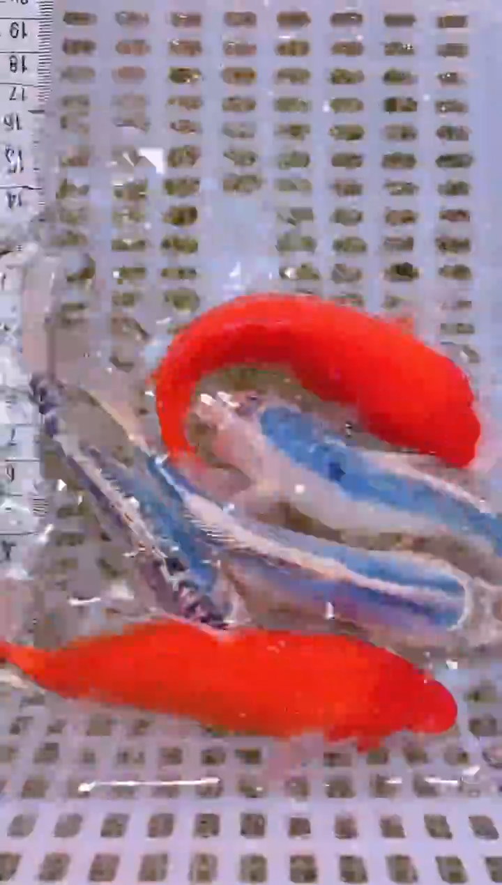 锦鲤冷水观赏鱼全场包邮29