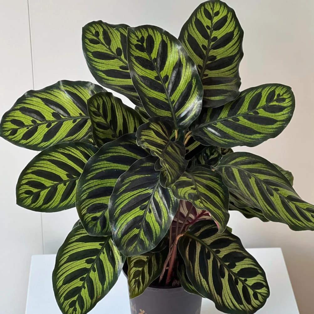 【有植依竹芋】 孔雀竹芋盆栽室内净化空气四季常青办公室客厅绿植