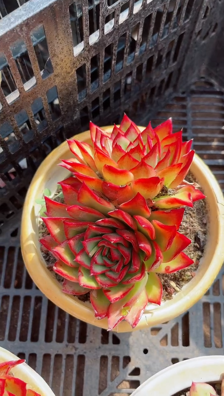 【闪购商品】06421