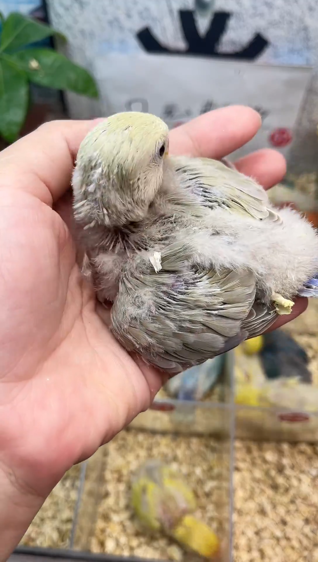 桃脸牡丹鹦鹉牡丹鹦鹉