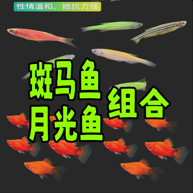 【斑马+月光鱼】淡水热带观赏鱼苗活体好养耐活可繁殖种鱼