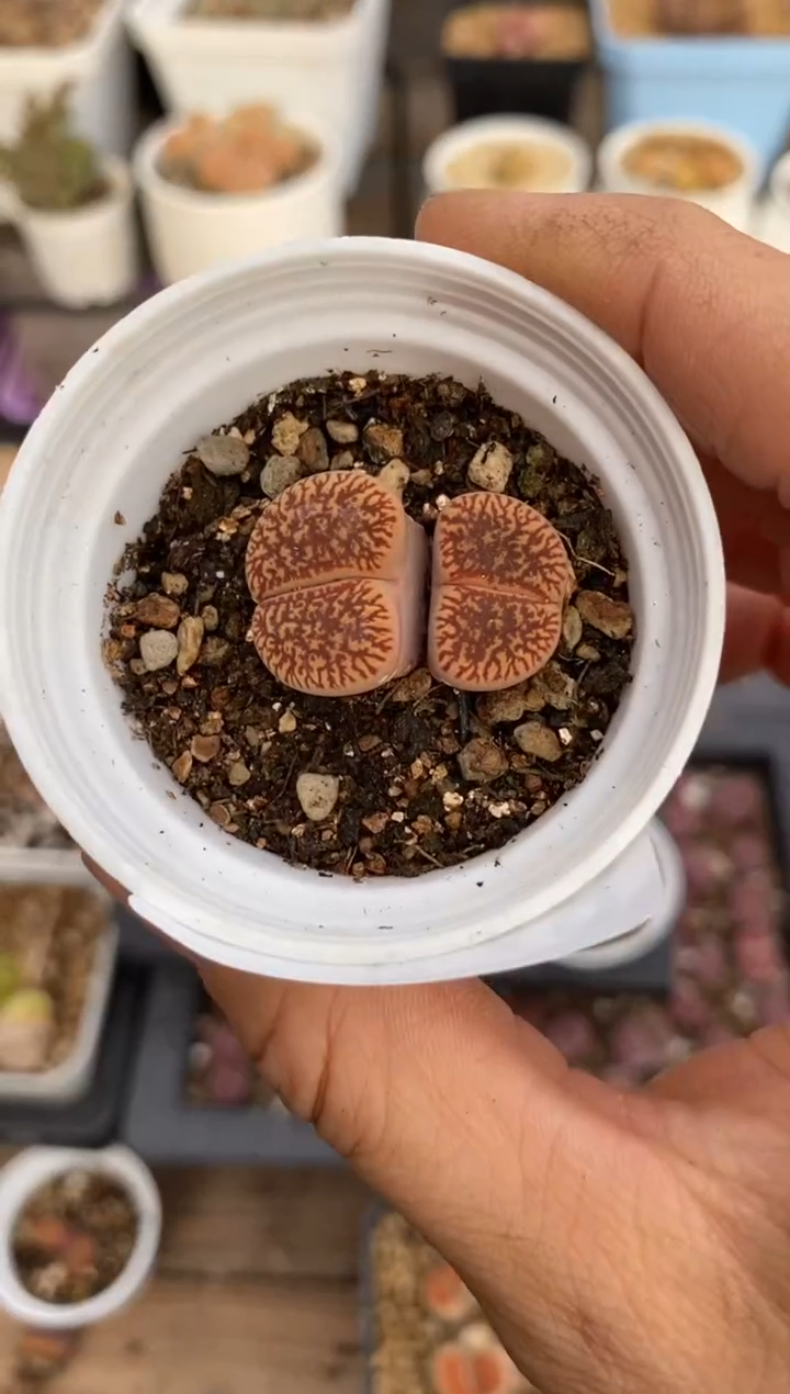 6248直播一物一拍