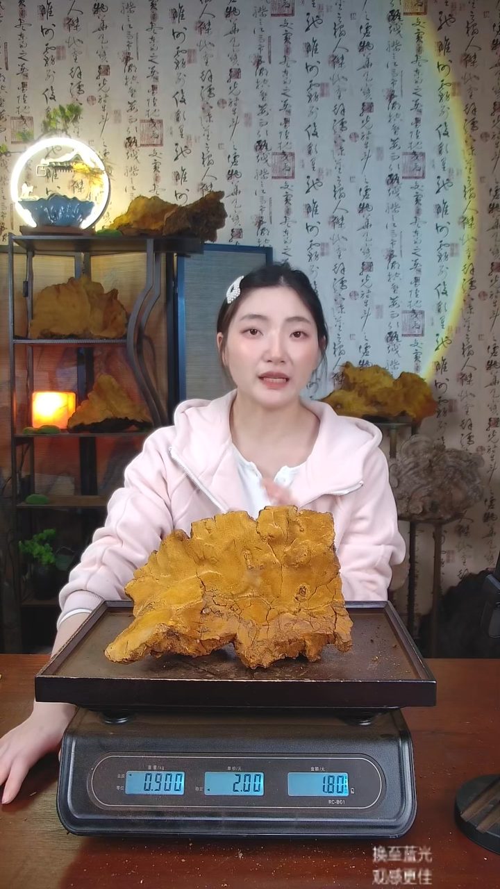 松针层孔菌中国大陆【藏区 野生】松树桑黄（1.8斤）50-60年份