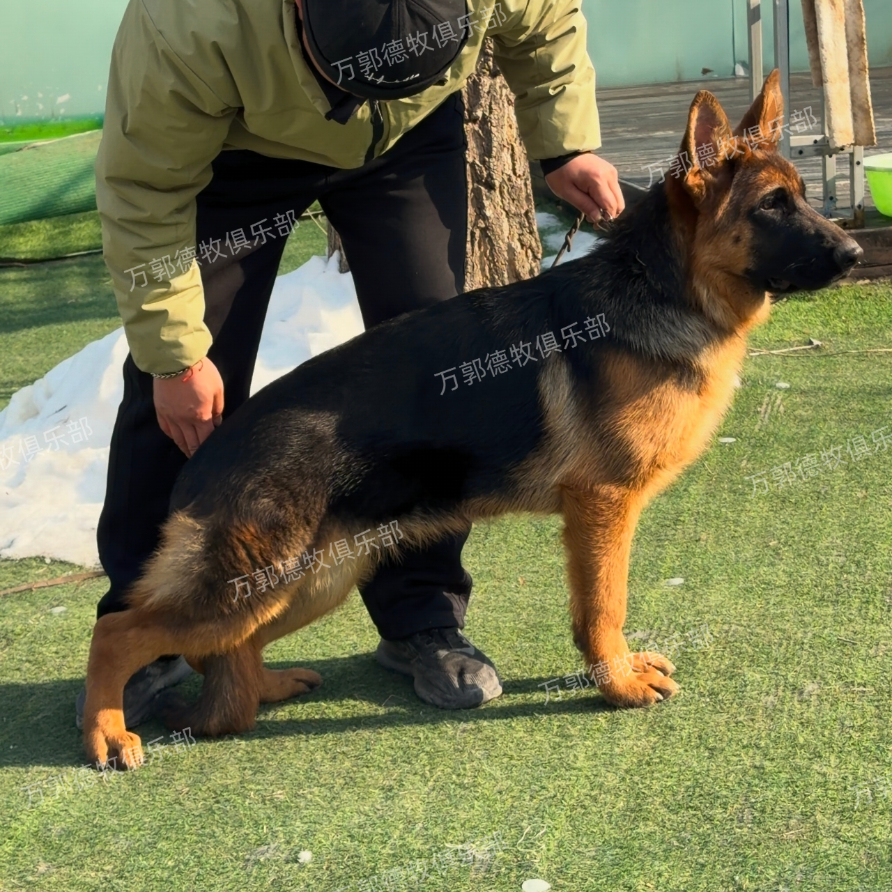 德国牧羊犬 萨斯托 小母 （东风）