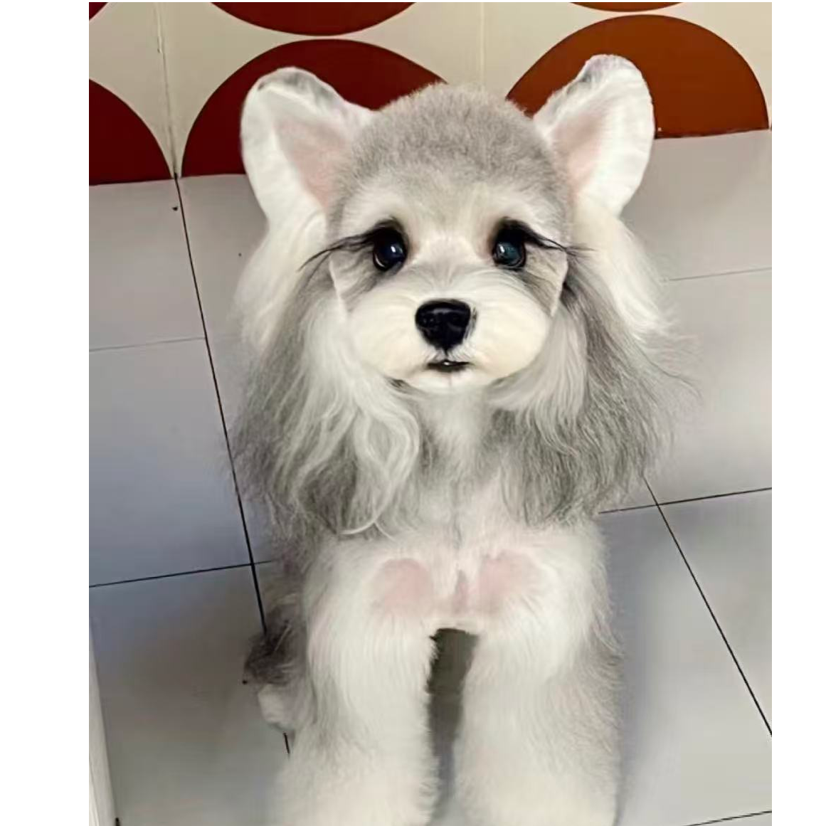 [露露の私宠]T狗狗活体