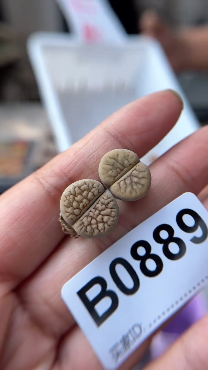 【闪购商品】0889直播一物一拍