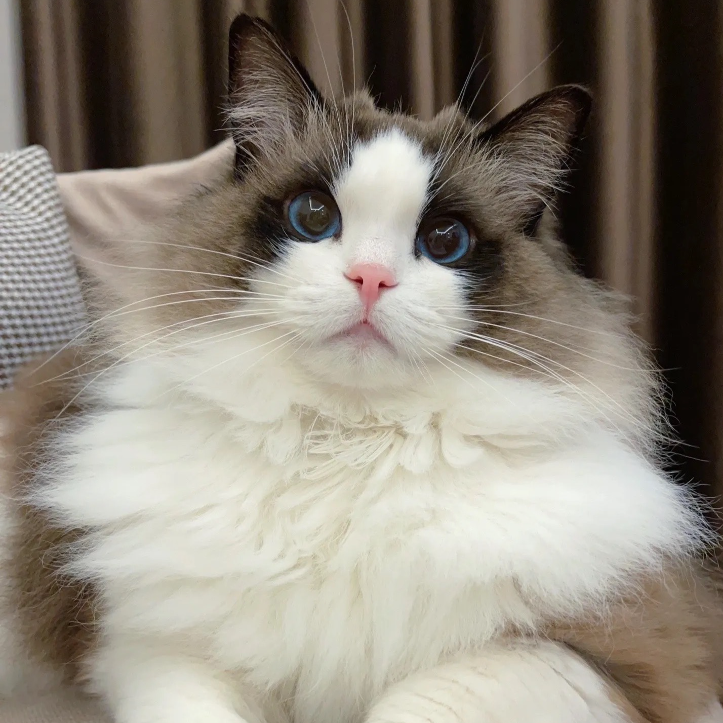 布偶猫咪活体猫咪活体