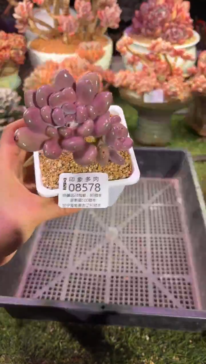 【闪购商品】08578