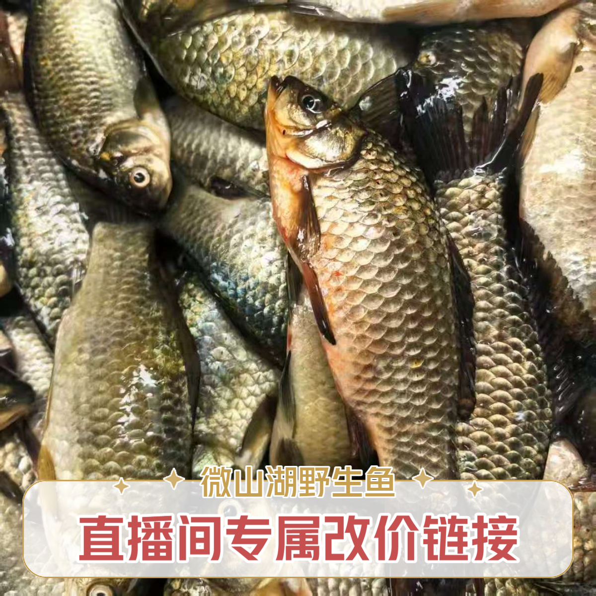直播间专属改价链接翘嘴，鲫鱼，鳊鱼