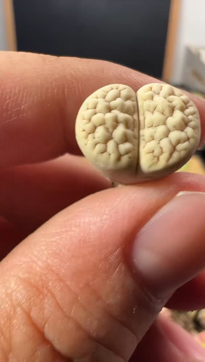 一物一拍         121