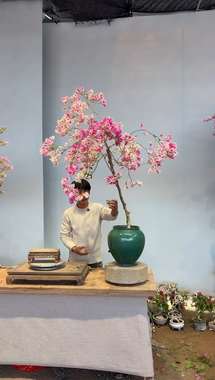 以实际为准三角梅24