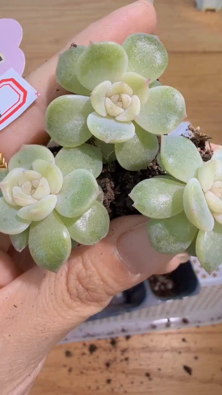 玉簪单双混 3颗量拍混发 满9.9包邮