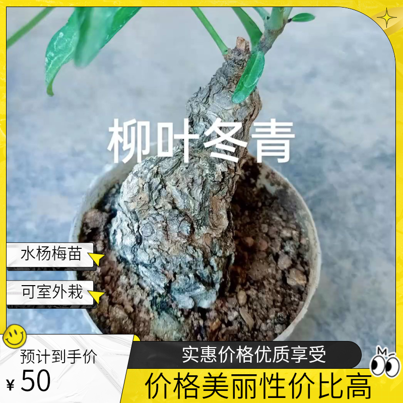 水杨梅可查看直播详情