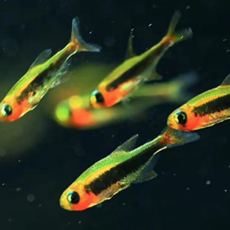 火灵灯 小型鱼《满300顺丰包邮》