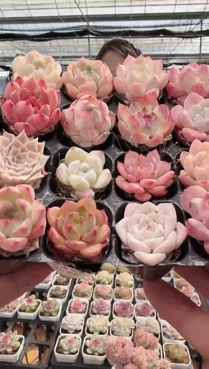 东云多肉园新款-133