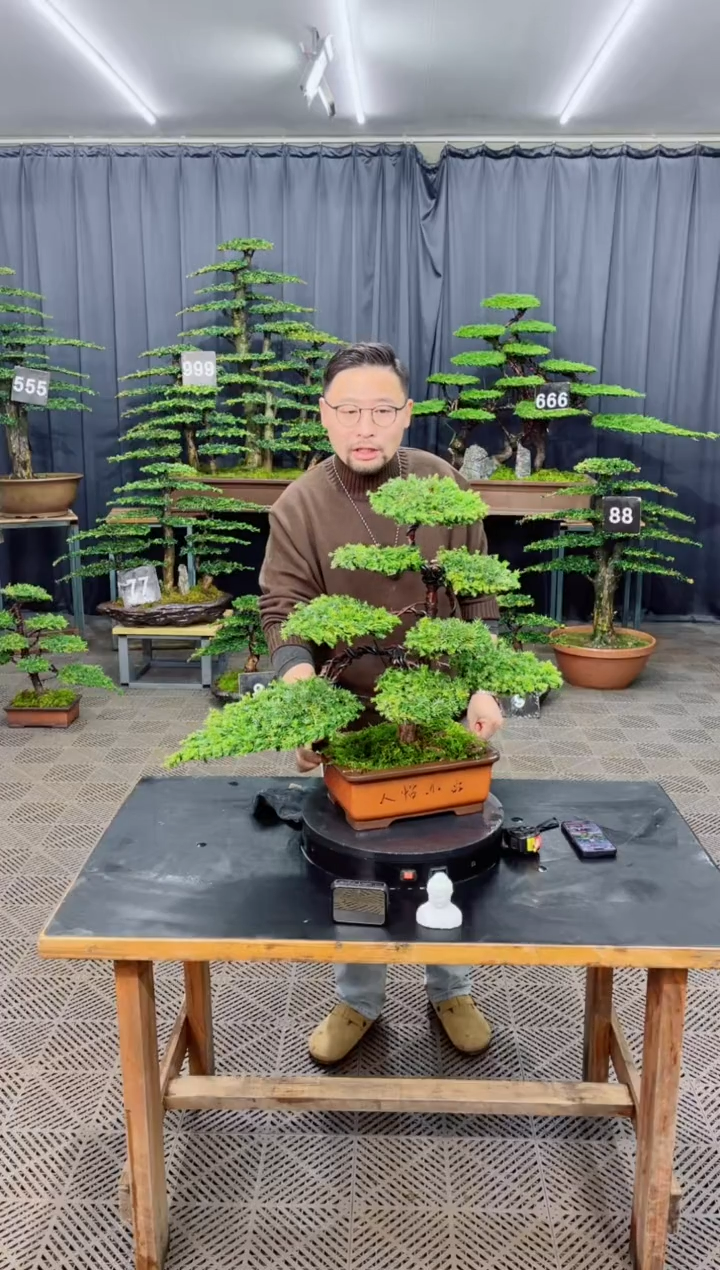 无花朵盆景.....