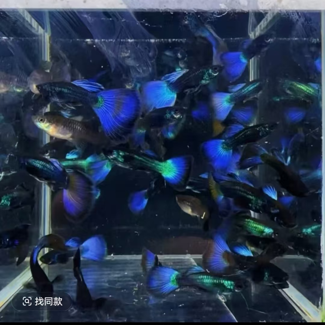 蓝魔鬼冰蓝尾精品孔雀鱼小型热带观赏淡水鱼适合新手养殖