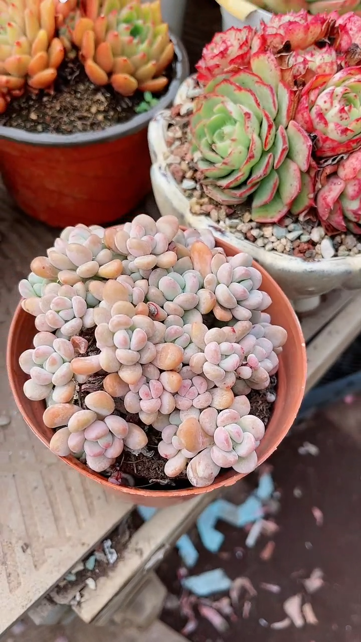 【闪购商品】15394