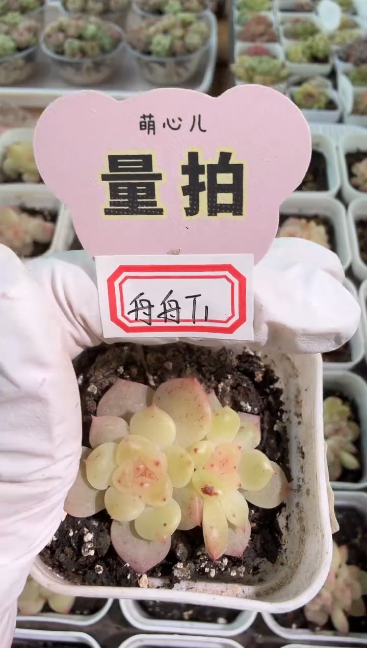 舟舟T1五方一盆 单双混 量拍混发