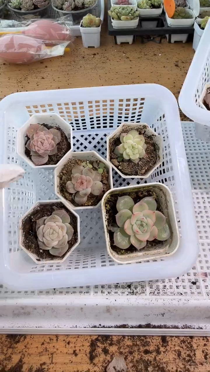 良辰+寒绯+玉笛+红恋+云岚 五方量拍