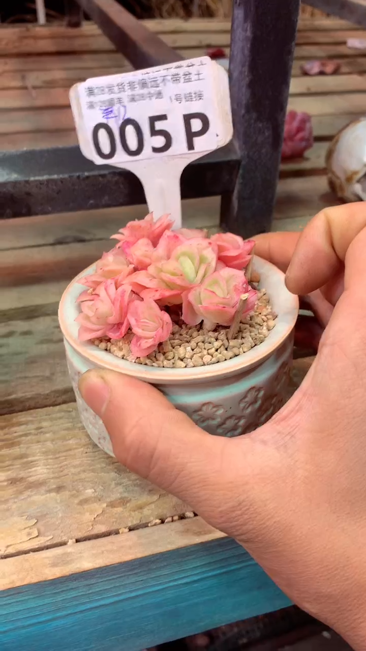 005P（一物一拍，精品多肉，所见即所得 ）