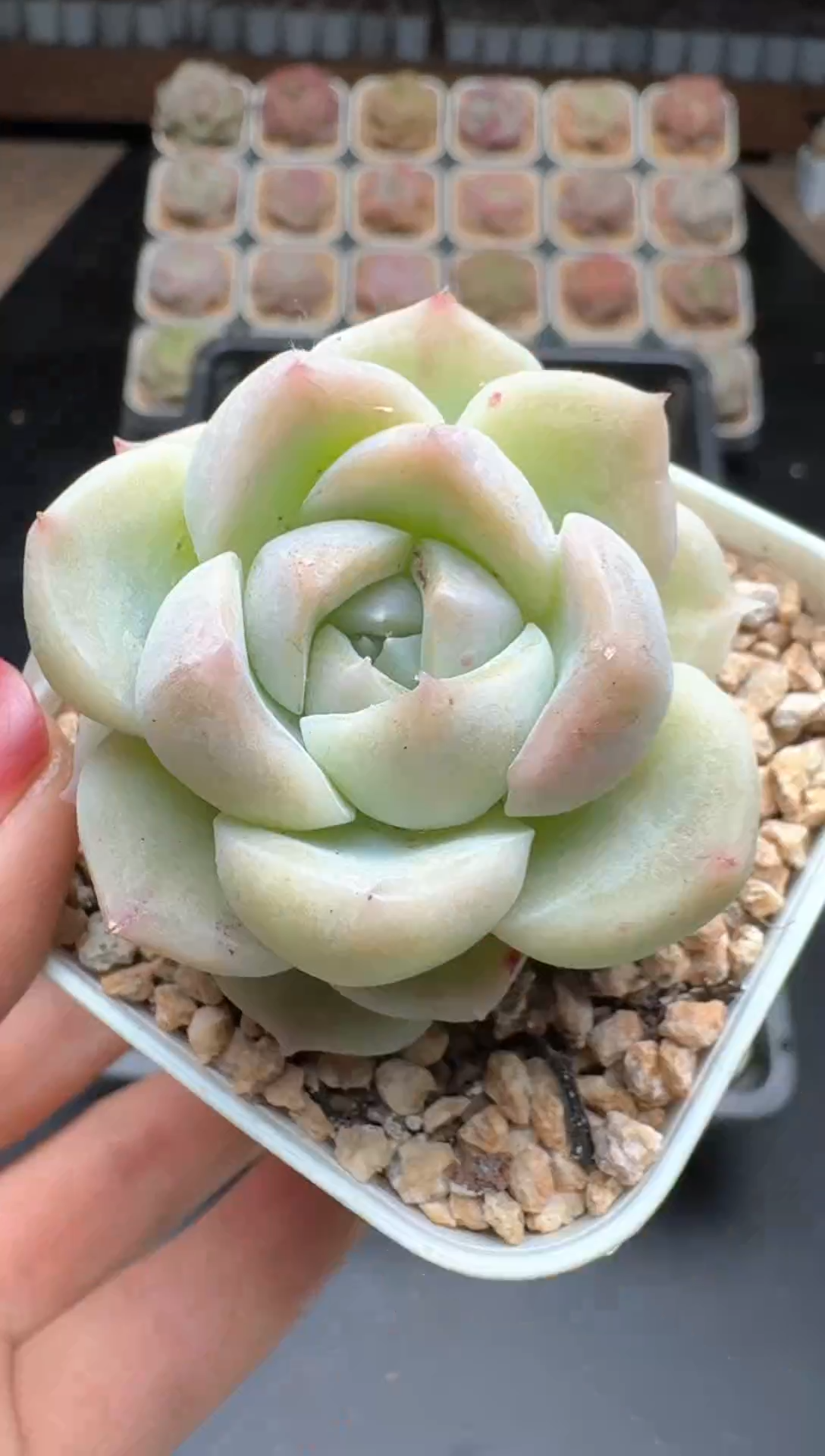 【闪购商品】797E号一物一拍多肉花卉植物3颗起发