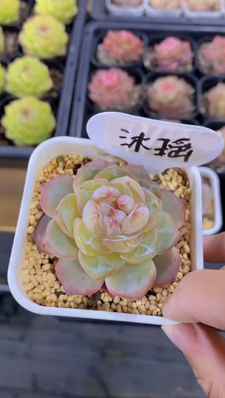 A29-W沐瑶单头带白方盆（量拍)