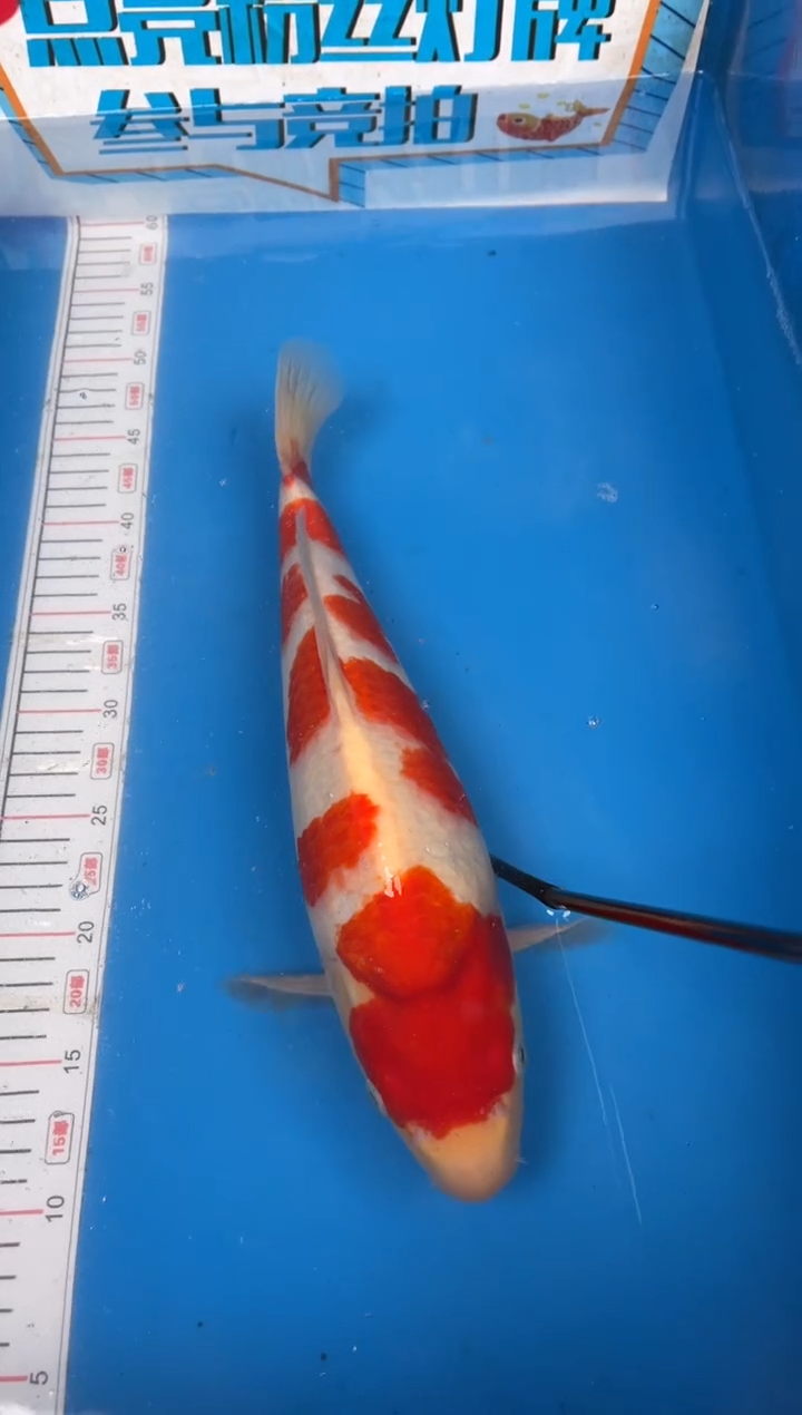 锦鲤大*14号锦鲤红白 闪购