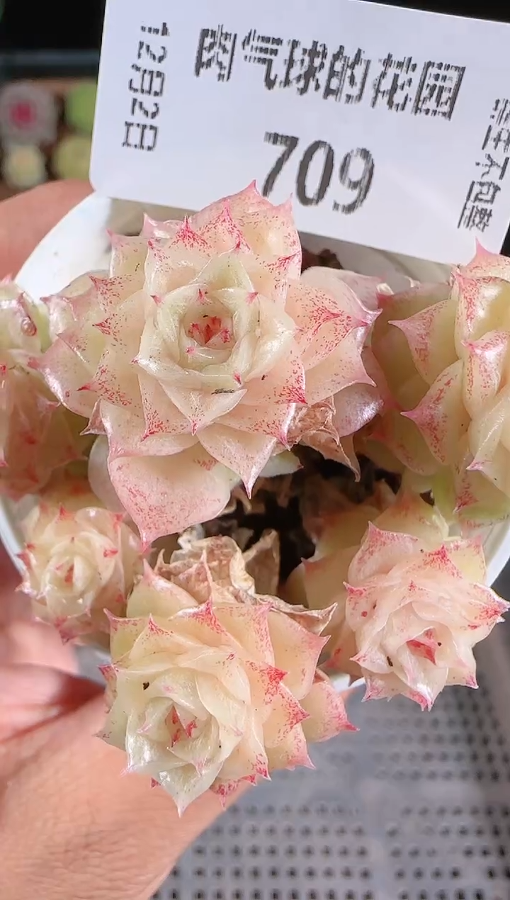 1202-709fm-2多肉群生不包整