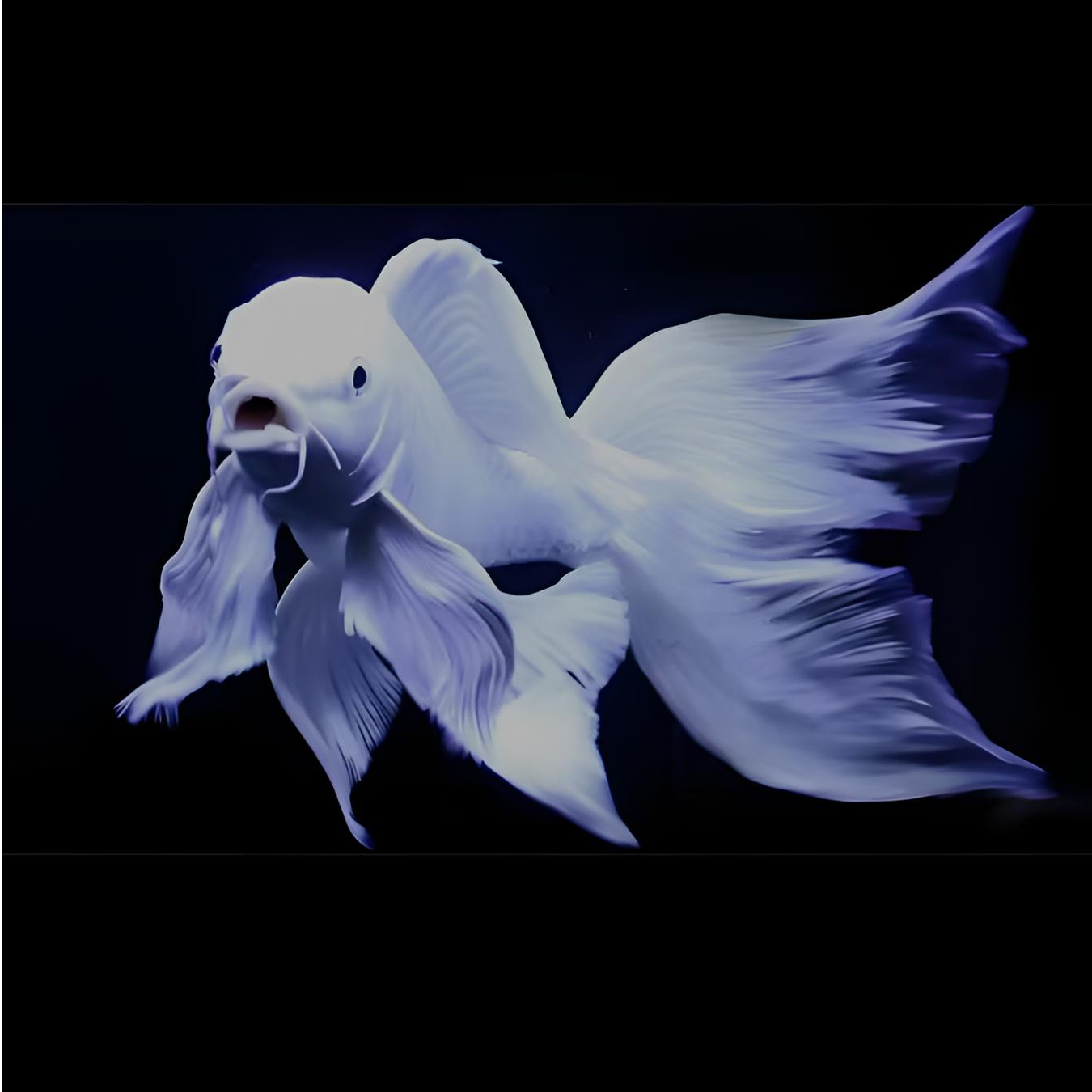 狮子头蝴蝶鲤纯种石膏白30公分，白球白短淡水精品，混养好养