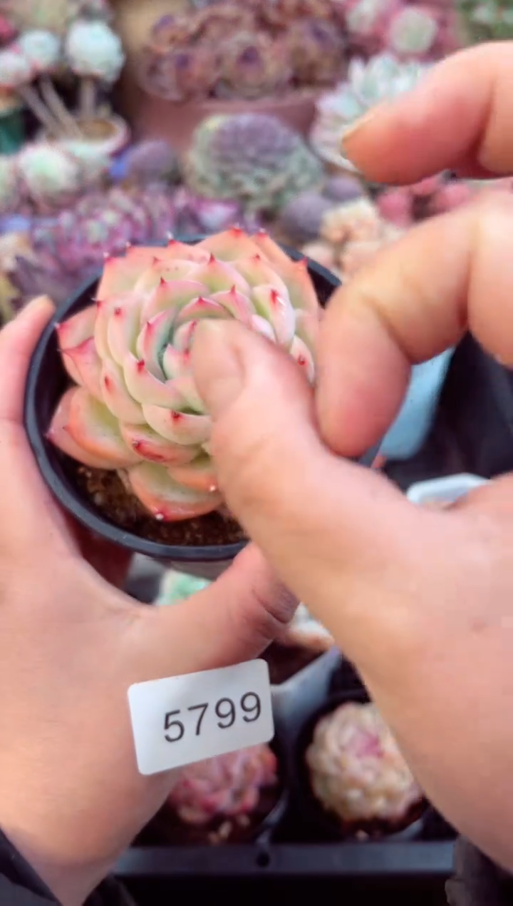 【闪购商品】5799单头侧影多肉