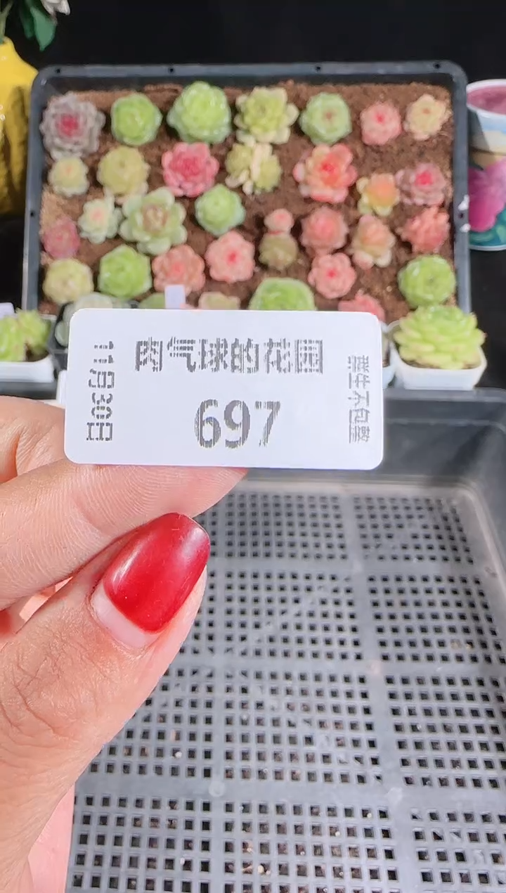 1130-697明月珠量拍多肉群生不包整