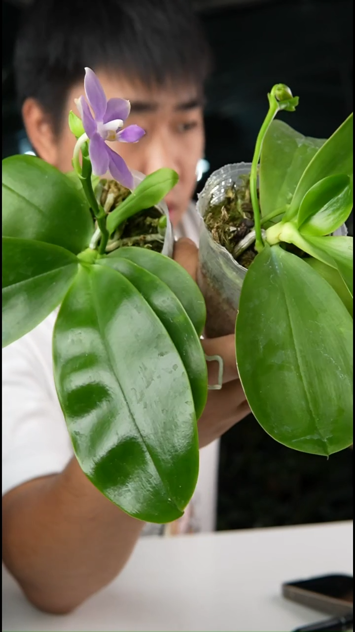 当前无花朵，栽培后可花朵盲盒蝴蝶兰（2.5）2颗 轻微叶瑕，不保花