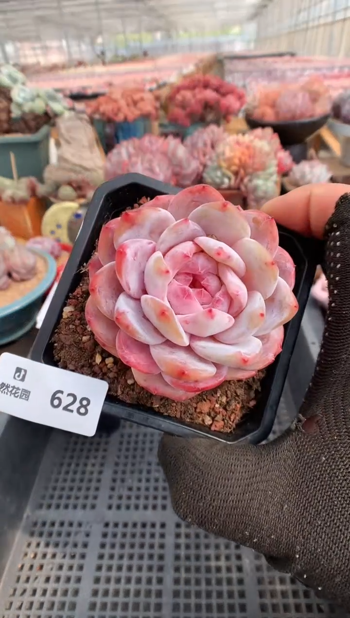 【闪购商品】628糖心橙一物一拍