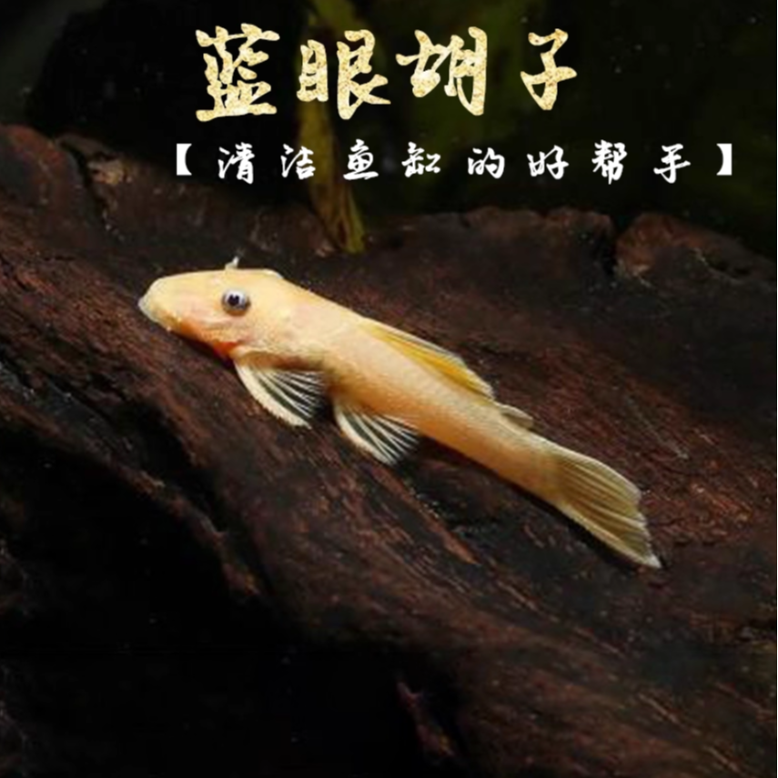 黄金胡子大帆工具鱼清缸除藻热带小型淡水鱼红蓝眼随机发货