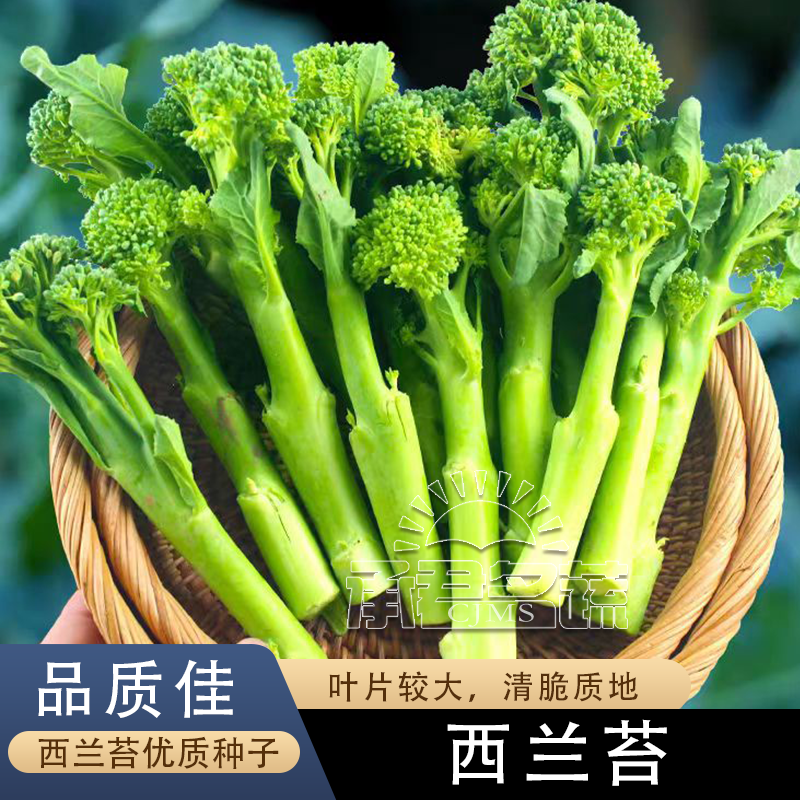 正宗西兰苔种子西兰花种子芥蓝芥兰菜心种子四季阳台盆栽花菜种子