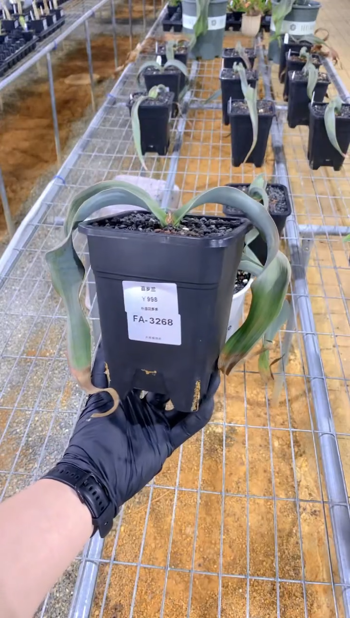 百岁兰FA-3268